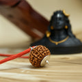 Nepal Origin 7 Mukhi Rudraksha (Silver Capped)