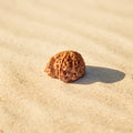 Ganesh Mukhi Rudraksha