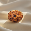 Nepal Origin 14 Mukhi Rudraksha