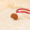 5 Mukhi Rudraksha